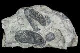 Two Pennsylvanian Fossil Ferns - Kentucky #112911-1